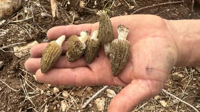 Tüm gözlerin çevrildiği bu gelişmede, Felaketin Ardından Gelen Bereket: Yangın