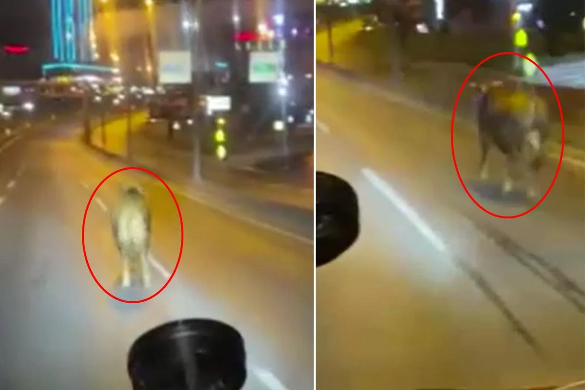 Kamuoyunda büyük yankı uyandıran bu haberde, İstanbul E-5’te Beklenmedik Trafik