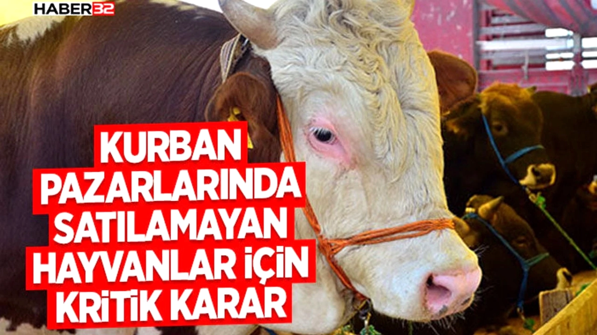 Kurban Bayramı’nda Üreticiye Nefes Aldıracak Hamle: Satılmayan Hayvanlar Devlet Güvencesinde
