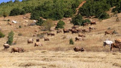 Gündeme gelen son gelişmelere göre, Türkiye’nin hayvancılık merkezlerinden Sivas’ta, büyükbaş