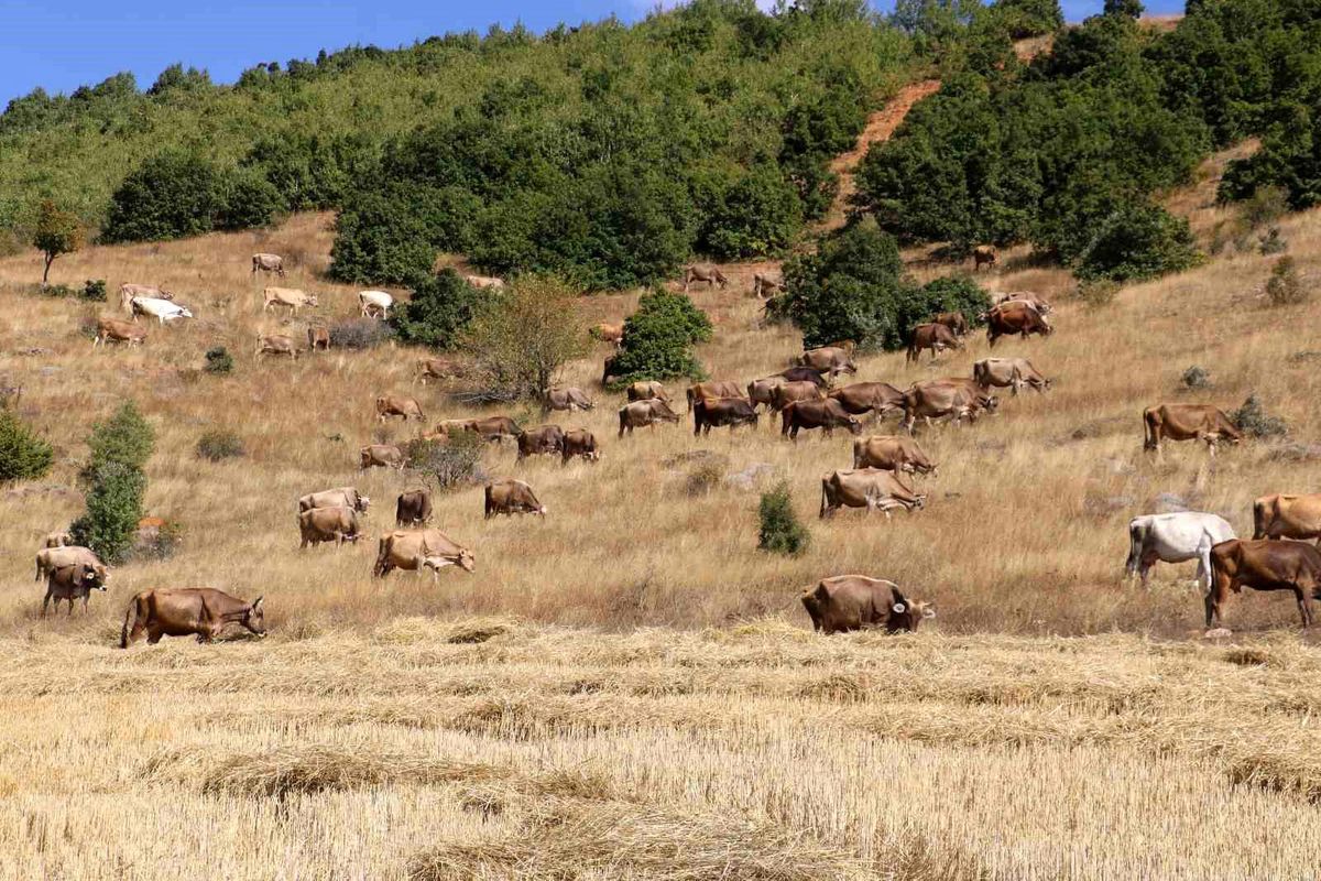 Sivas’ta Büyükbaş Hayvan Varlığında 5 Yıllık Çöküş: %16.3 Kayıp