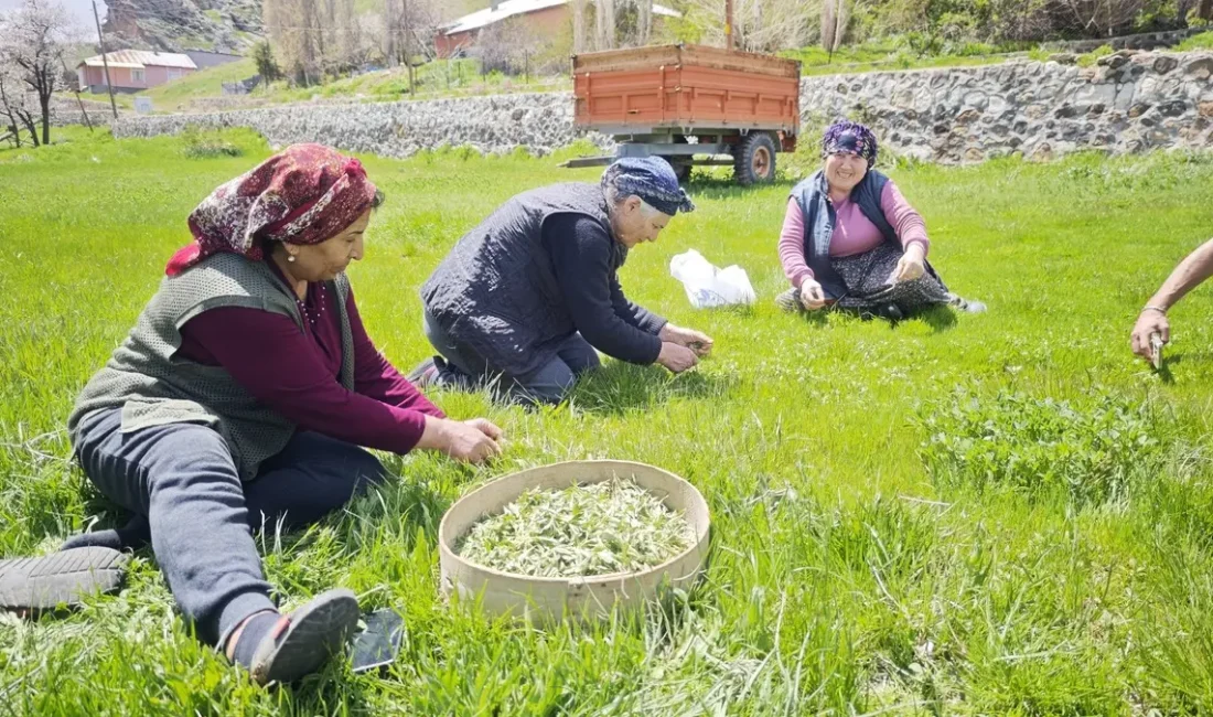 Son dakika bilgilerine göre, Doğanın Şifalı Lezzeti Tezgahlarda Sivas ve