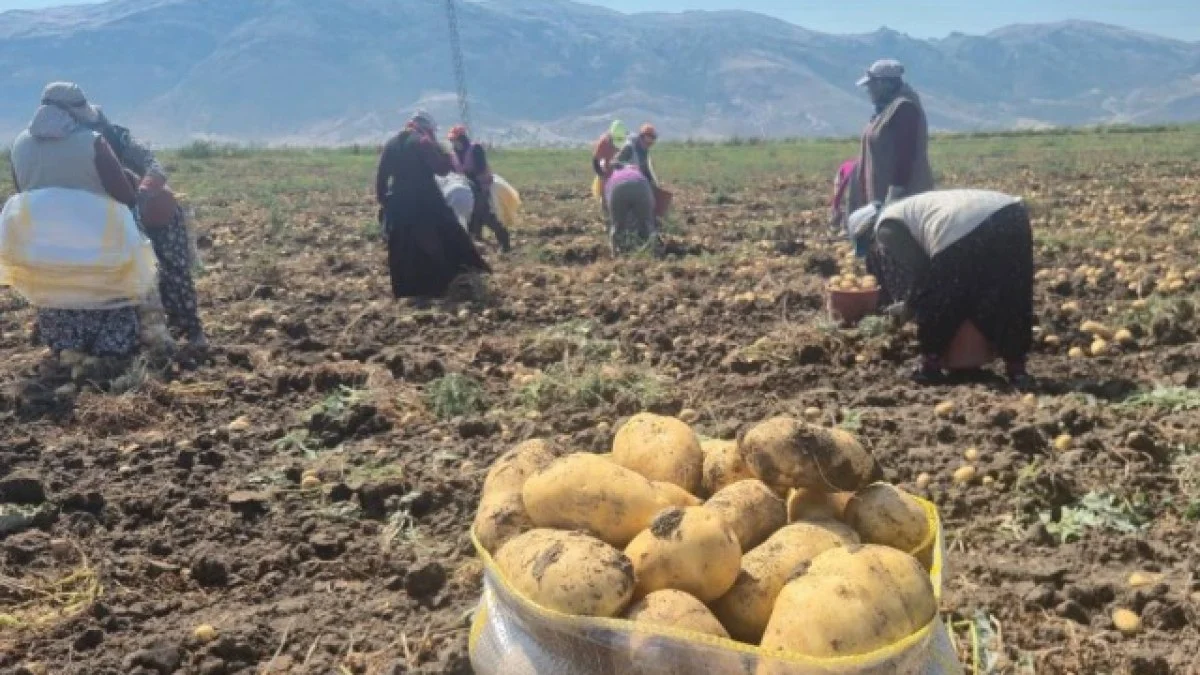 Afyonkarahisar’ın önemli tarım merkezlerinden biri olan Dinar’da patates hasadı tüm hızıyla devam ediyor.