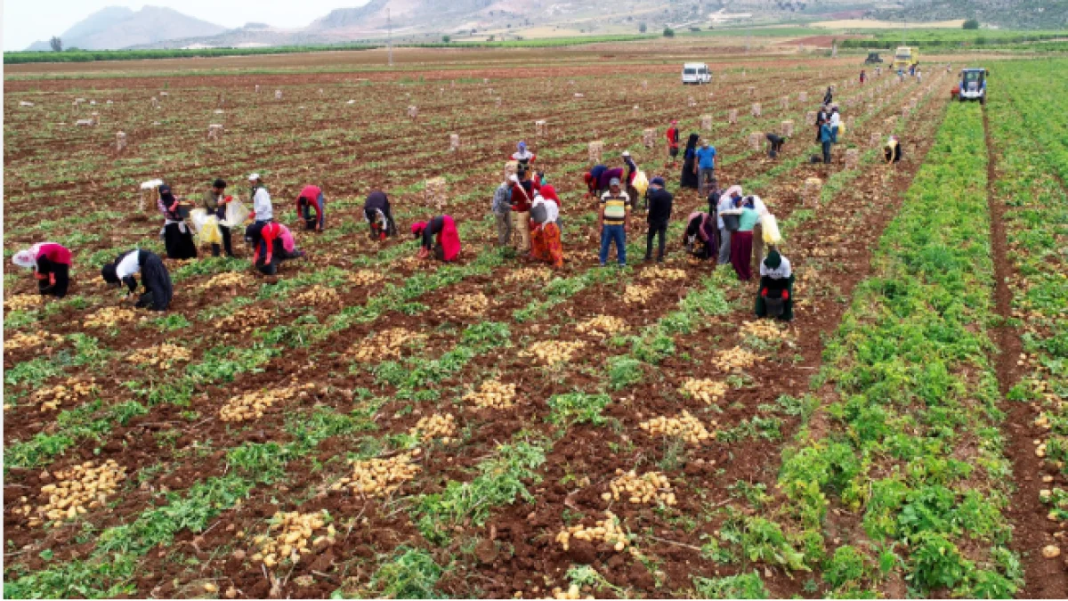 ŞUHUT’TA PATATES HASADI DEVAM EDİYOR